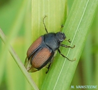 Omaloplia ruricola